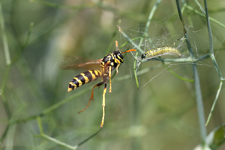 Predatori di farfalle